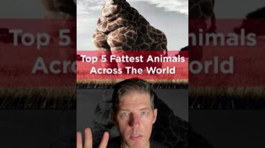 TOP 5 FATTEST ANIMALS ACROSS THE WORLD - SHOCKING FACTS